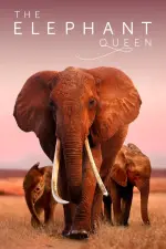 Film The Elephant Queen (2019) ilk21 Sub Indo